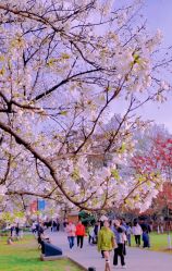 -玄武湖景区-情侣园游乐场