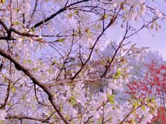 -玄武湖景区-情侣园游乐场