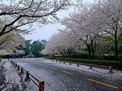 -武汉大学-樱园