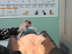 -芭比堂动物医院·CT·微创中心(新顺分院)