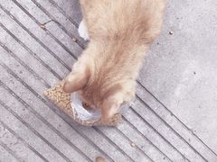 -瑞鹏宠物医院·爱宠堂·骨外专科(西荷分院)