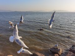 -深圳湾公园(南山区)