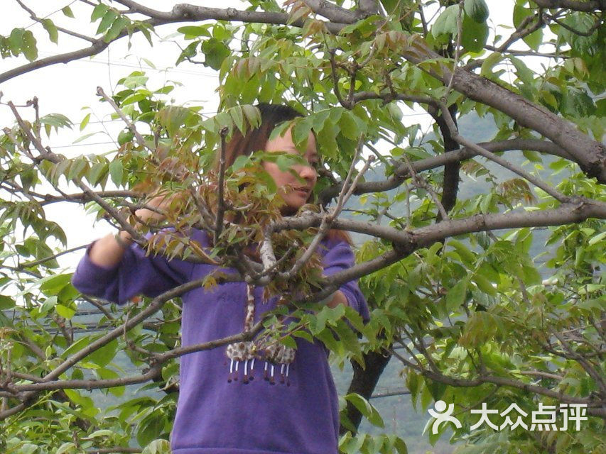 振菊农家院采摘香椿图片-北京农家菜-大众点评网