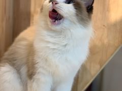 -momokira米努特·德文卷毛猫·棉花面纱犬