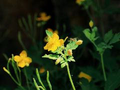 -碓臼峪自然风景区