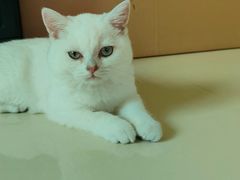 -lincat·猫舍(广州店)