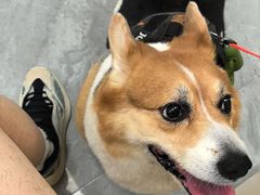 -美联众合爱康动物医院•复杂内科•肿瘤科•牙科•腔镜诊疗中心