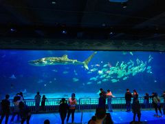 -烟台海昌鲸鲨海洋公园