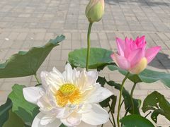 -莲花池公园