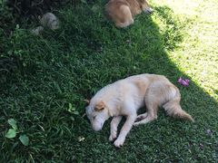 -黄色小屋
