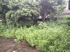 -开平碉楼文化旅游区马降龙景区