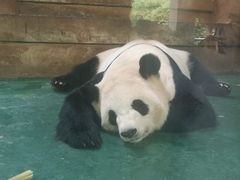 -成都动物园