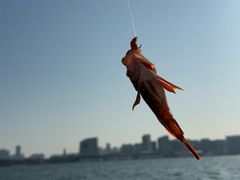 -鑫艋游艇海钓俱乐部