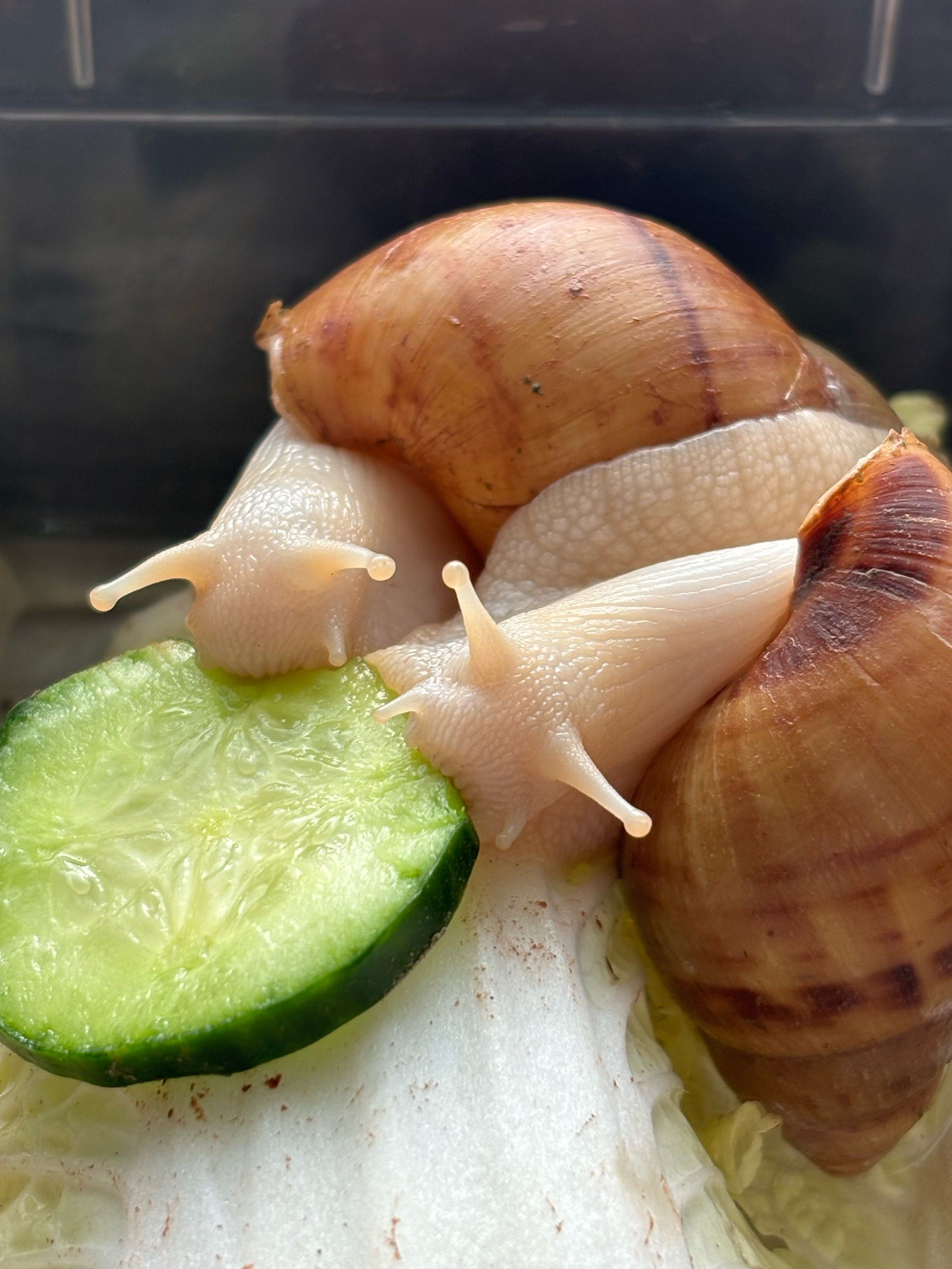 我买的蜗牛好喜欢吃黄瓜