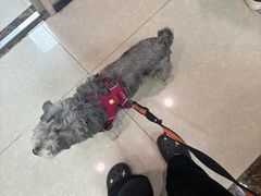 -瑞鹏宠物医院(大运分院)