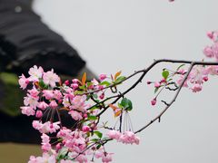 -莫愁湖公园