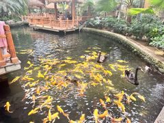 -南宫五洲植物乐园