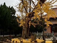 -苏州文庙(姑苏区)