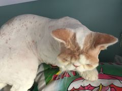 -中农大我爱我爱24h动物医院·中医针灸·猫专科·骨科医疗中心(双井店)