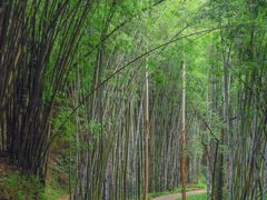 -黄埔油麻山森林公园