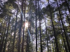 -帽儿山国家森林公园