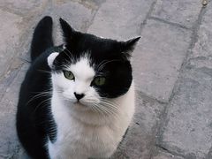 -喵屿·大理花园猫咖