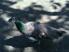 android_upload_pic-哈尔滨北方森林动物园