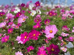 -芒洲湿地公园