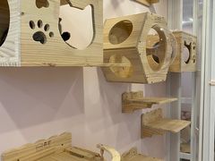 -猫咪派对(江南西店)