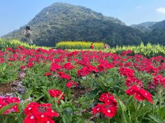 -广州市石门国家森林公园