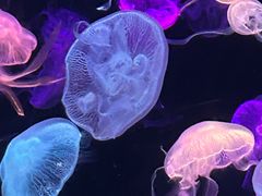 -珠海长隆海洋王国
