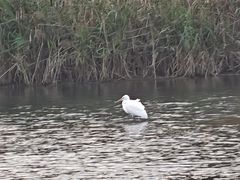 -芒洲湿地公园