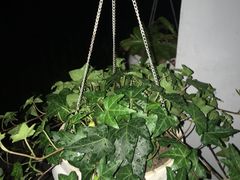 -龙大花卉苗木市场
