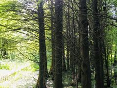 -溱湖国家湿地公园