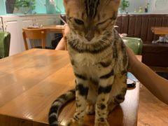 -猫小院猫主题餐厅(三里屯店)