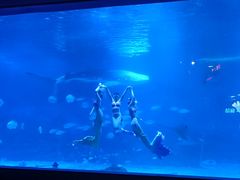 -烟台海昌鲸鲨海洋公园