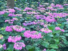 -临平公园(临平街道)