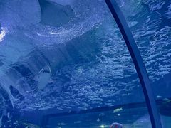 -海合安武汉极地海洋公园
