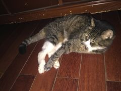 -瑞派·关忠动物医院·异宠专科·犬猫肿瘤·皮肤专科(望京店)