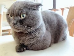 -猫咖时代(中山亭店)