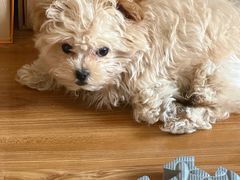 -瑞派宠物医院·犬猫全科·猫友好(宾水西道店)