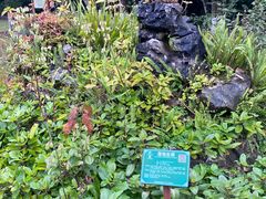 -广西壮族自治区药用植物园