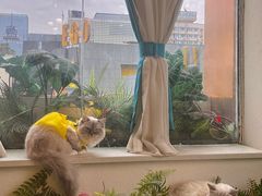 -喵喵咪呀布偶猫咖(春熙路店)