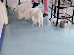 -西安京西宠物医院·瘫痪·疑难杂症