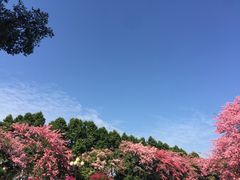 -中旅阿那亚九龙湖·公主酒店