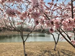 -大兴滨河森林公园