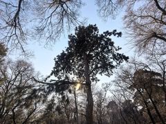 -北陵公园