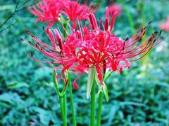 -上海市龙华烈士陵园