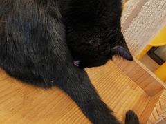 -有喵·猫咖·狗咖·30几只猫10只小狗(岗厦店)