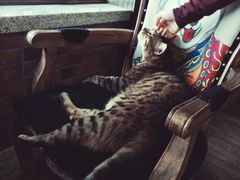 -more than meow吴止猫主题餐厅(承德 中船汇店)